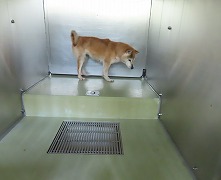 収容犬
